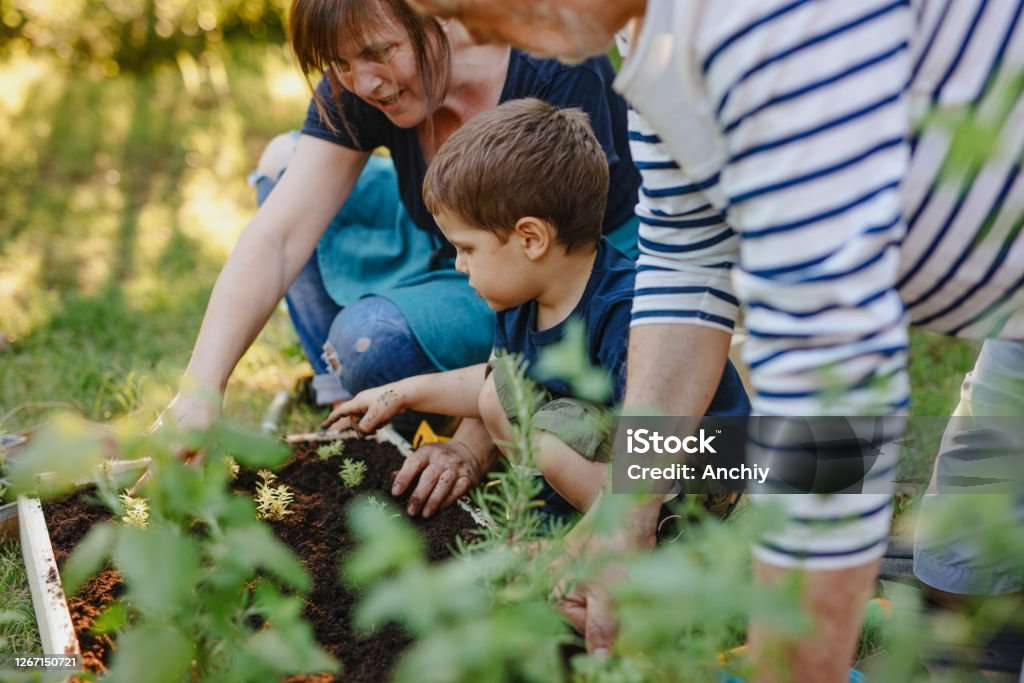 Grandparents and grandson planting garden
